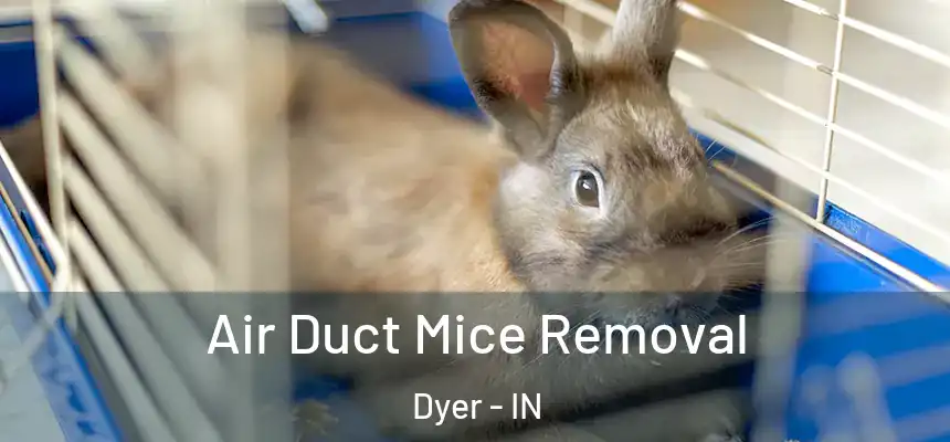 Air Duct Mice Removal Dyer - IN